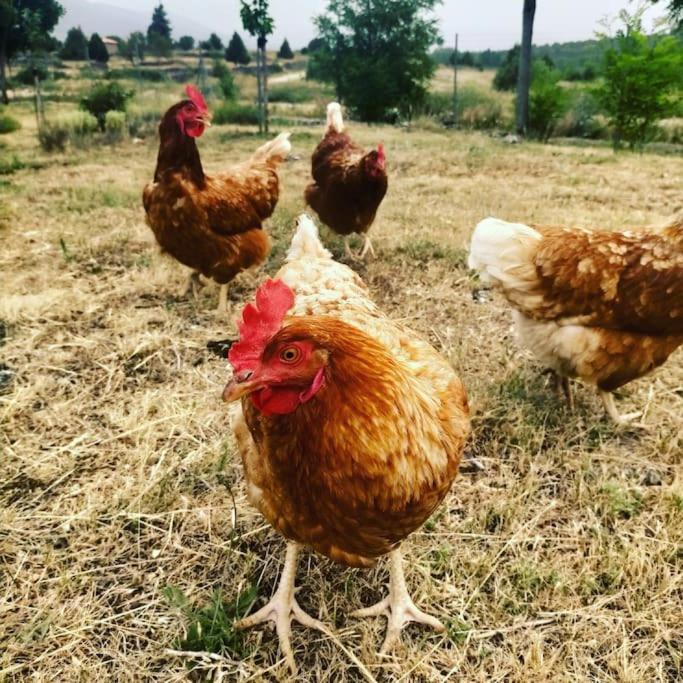 El Telar Arte Y Naturaleza Prádena Εξωτερικό φωτογραφία